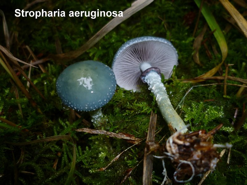 Stropharia aeruginosa-amf1799.jpg - Stropharia aeruginosa ; Syn: Psilocybe aeruginosa ; Non français: Strophaire vert de gris